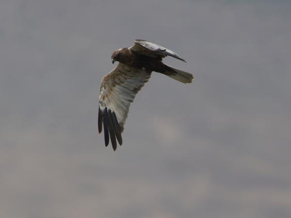 <h3><a href="/trips/tanzania/biota/animalia/chordata/aves/017 accipitriformes/004 accipitridae/circus aeruginosus/circus aeruginosus-nl.html">Circus&nbsp;aeruginosus</a> / Western&nbsp;marsh&nbsp;harrier / Bruine&nbsp;kiekendief</h3>OM-1 Mark II met OLYMPUS M.150-400mm F4.5, 1/2000 sec  bij F4.5, ISO 200, afstand 87.4&nbsp;m